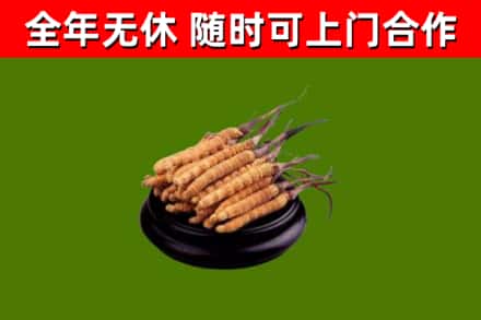 怒江烟酒回收冬虫夏草.jpg